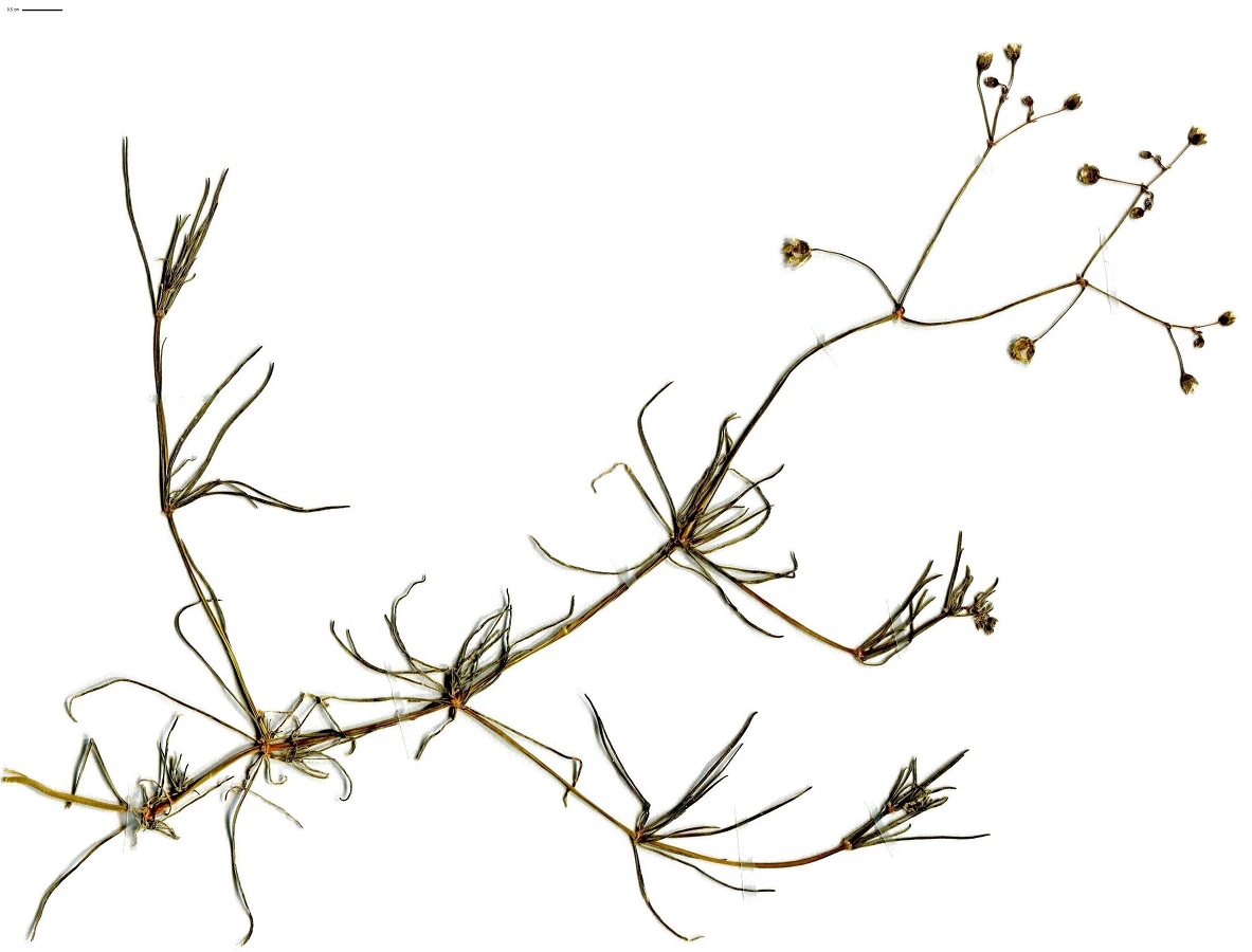 Spergula arvensis (Caryophyllaceae)